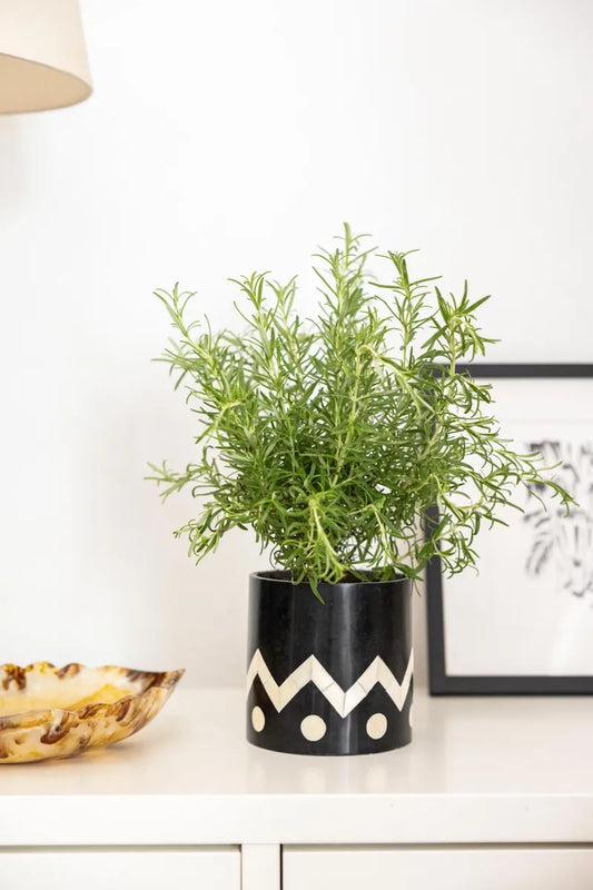 black and white ubin plant pot