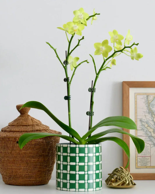 green geylang plant pot bone inlay