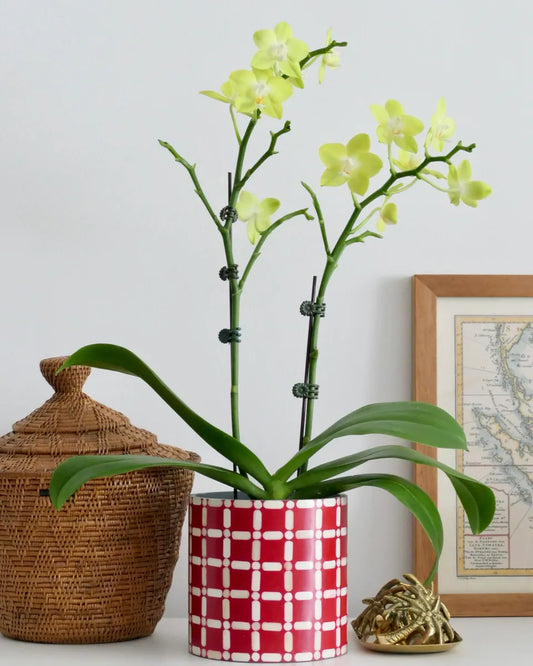 red geylang plant pot bone inlay