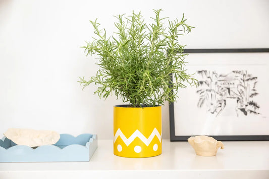 yellow and white ubin plant pot